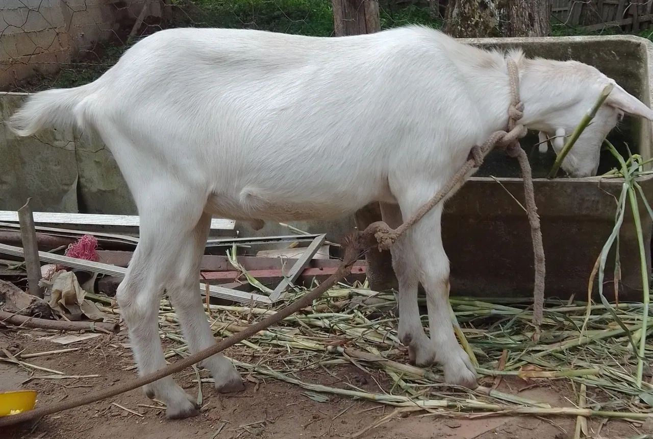 Bode filhote saudável e dócil  - Foto 4
