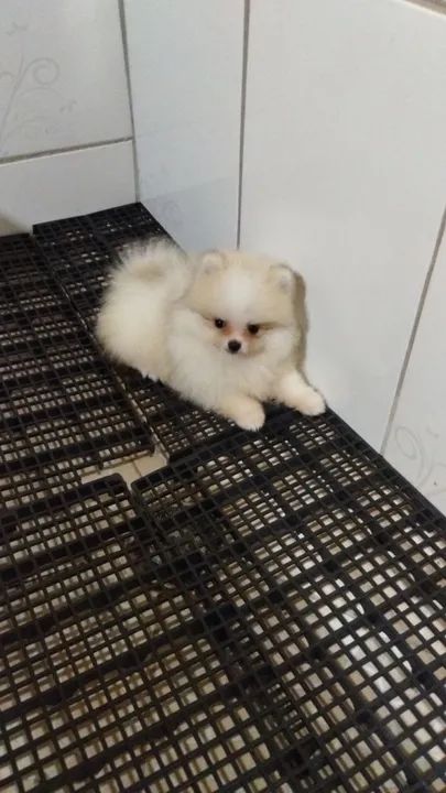 Lindos filhotes de Spitz Alemão - Foto 6