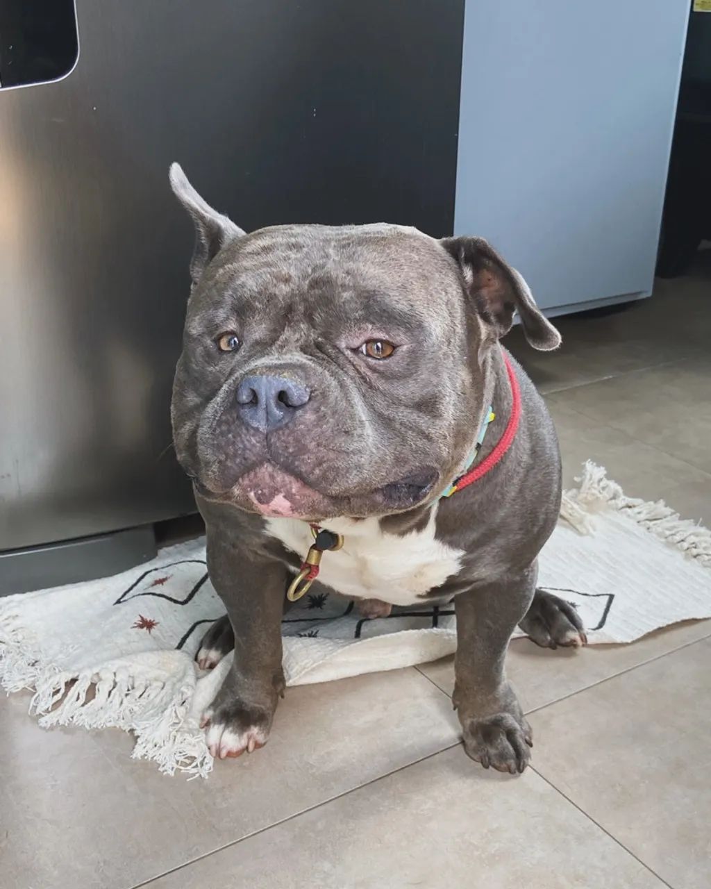 Cobertura american bully  - Foto 3