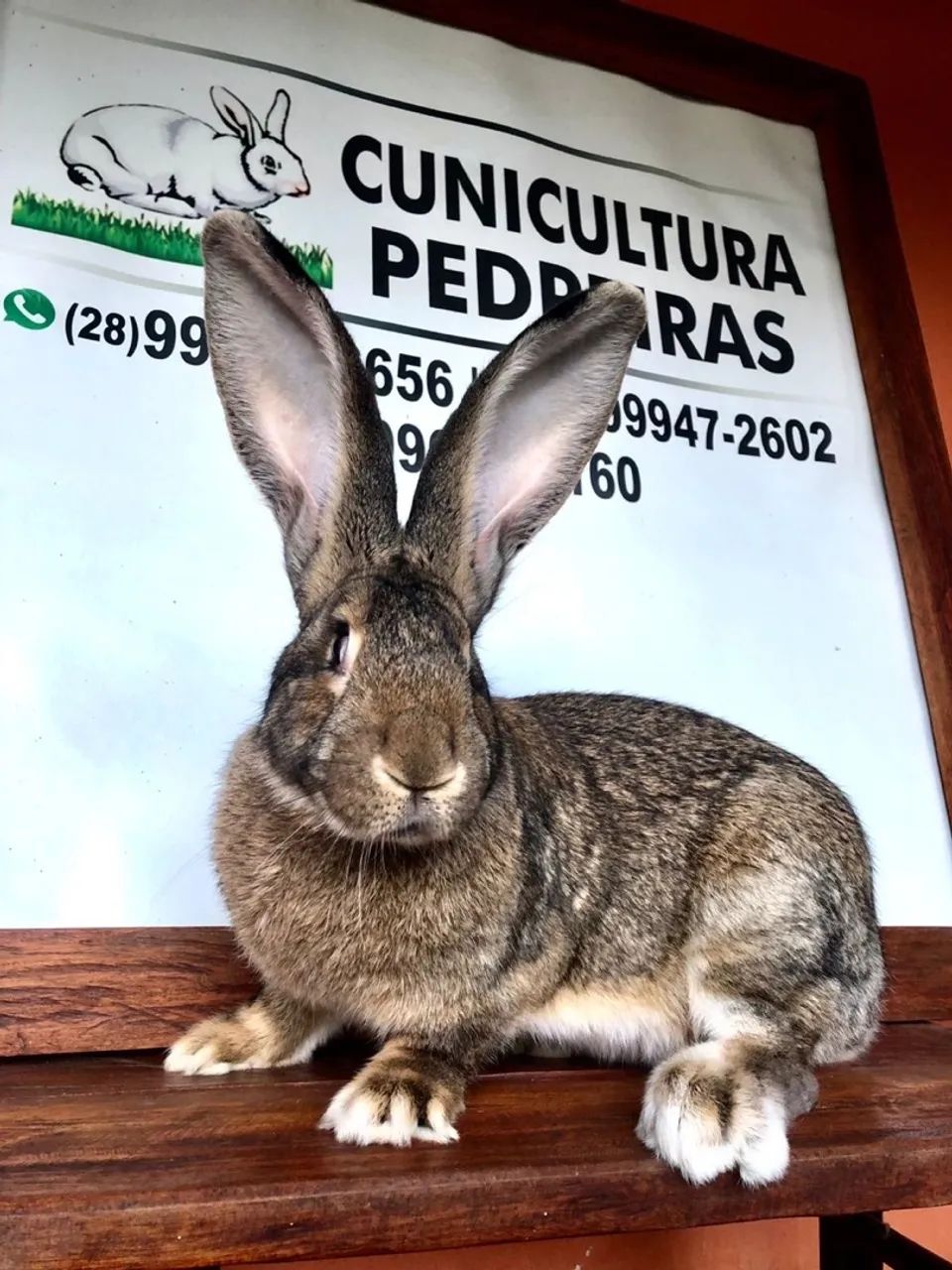 Coelho Gigante - Ótima Linhagem - Foto 5
