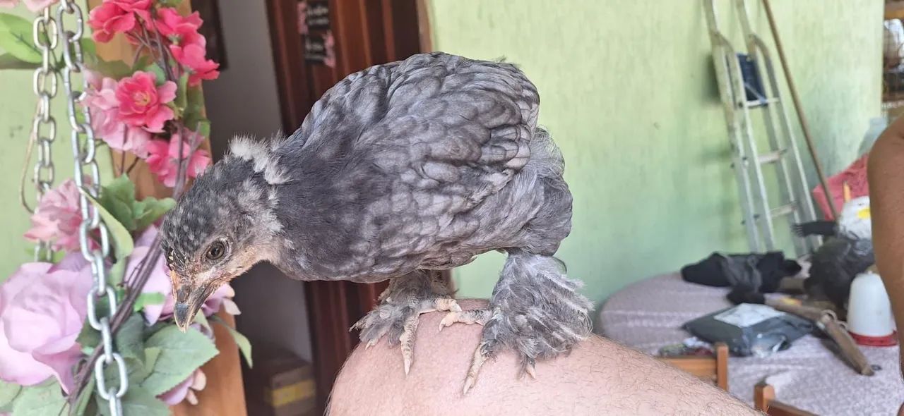 Galinha galo e franguinho de brhama - Foto 4