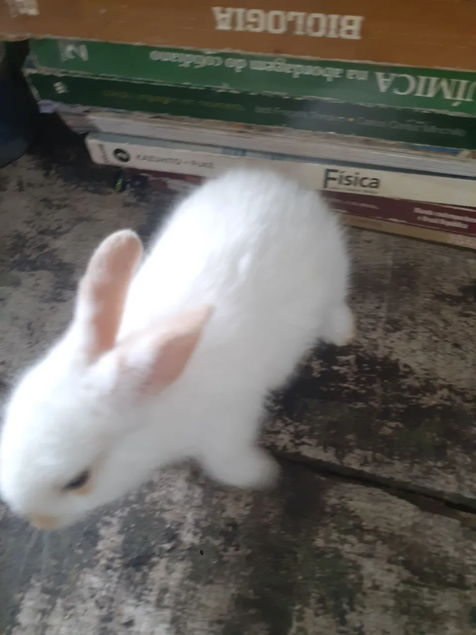 Vendo uns filhotes Coelho borboleta