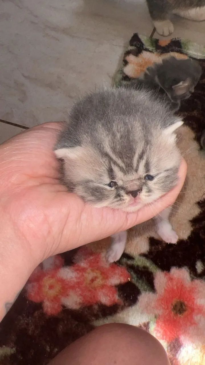 GATOS PERSAS E EXOTICOS - Foto 3