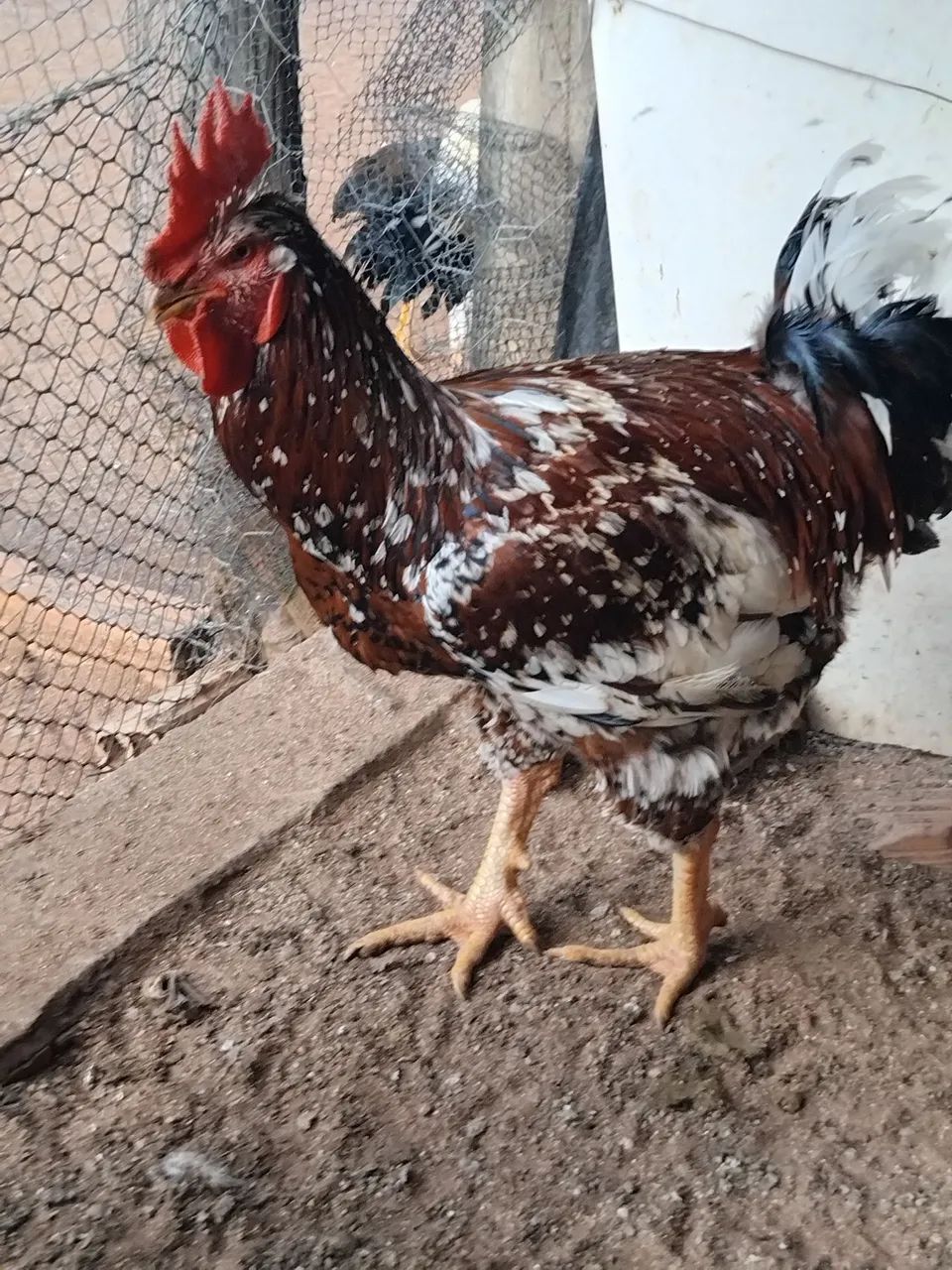 Ovos e pintos Da galinha sertaneja balão (GSB) - Foto 5
