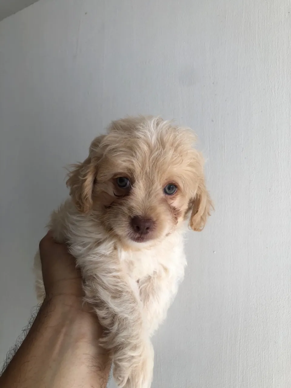Filhotes de Poodle Loirinhos