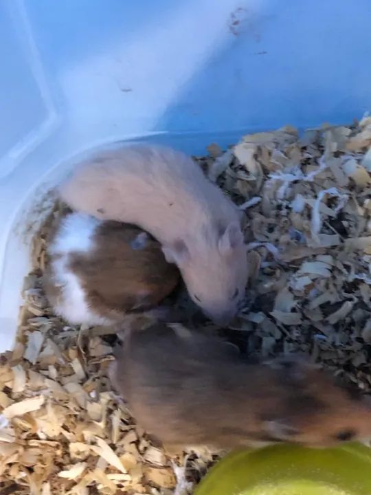 Hamster sírio ( fazemos entrega) - Foto 4