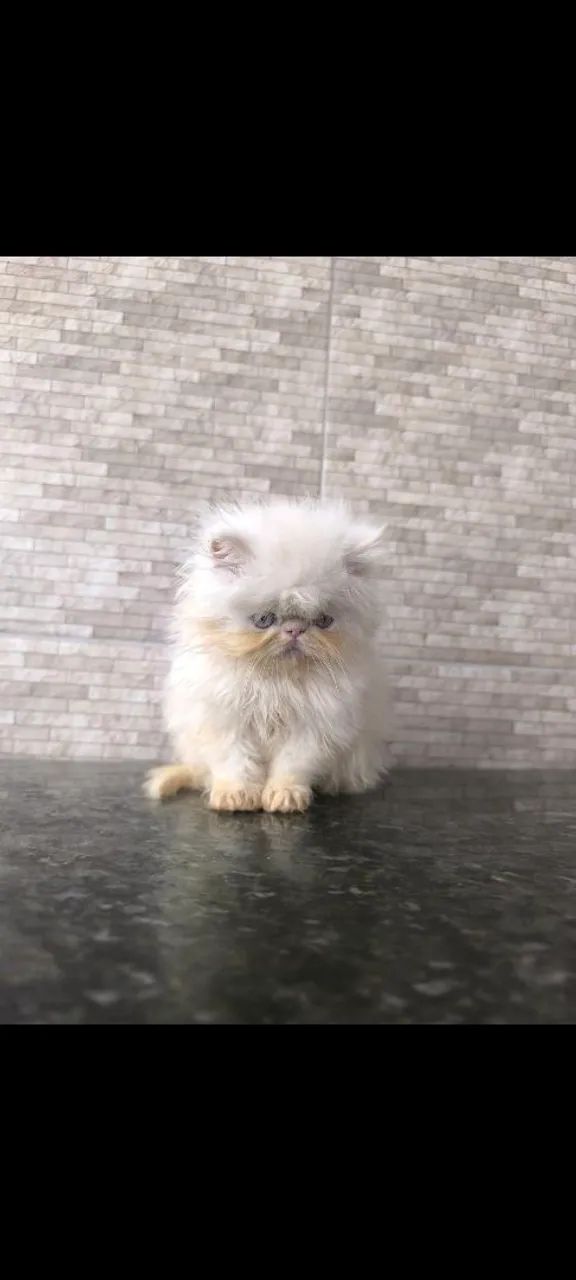 Filhote de gato persa macho - Foto 6