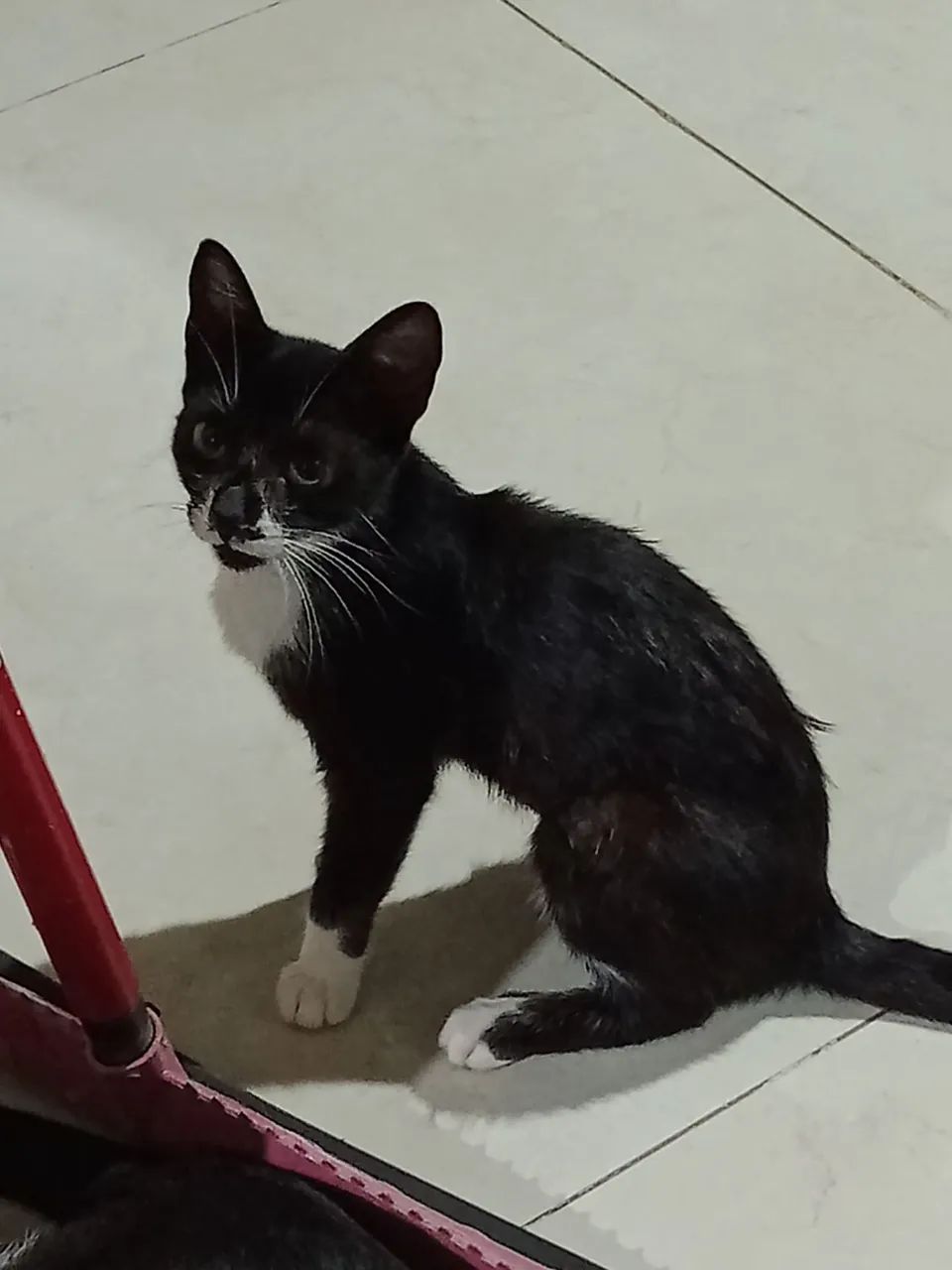 Gatinha para adoção responsável 