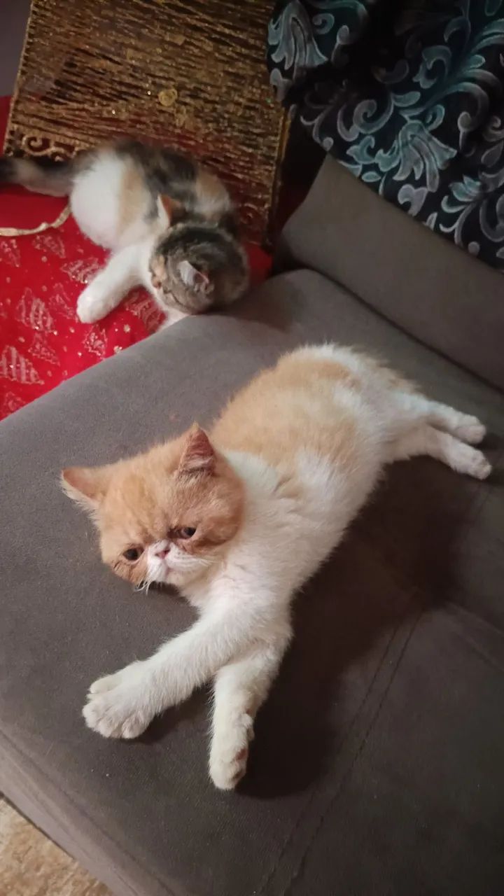 Filhote persa exótico. - Foto 4