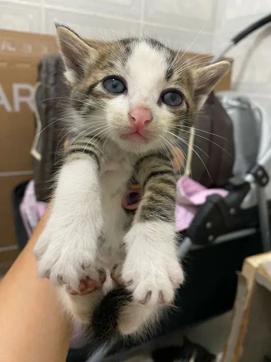 Gatinhos fofinhos para adoção! - Foto 4