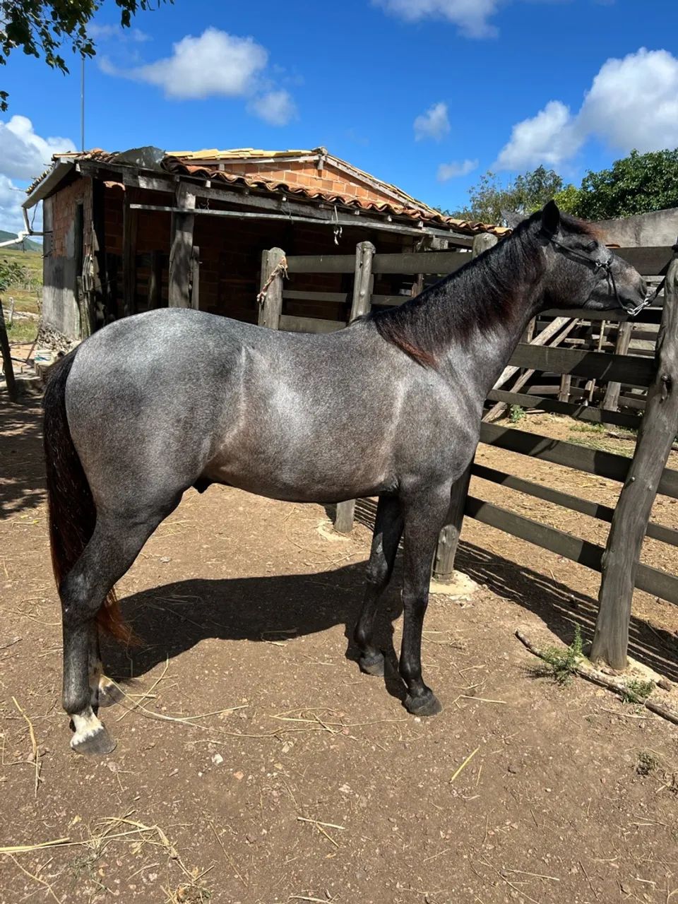 Potro 