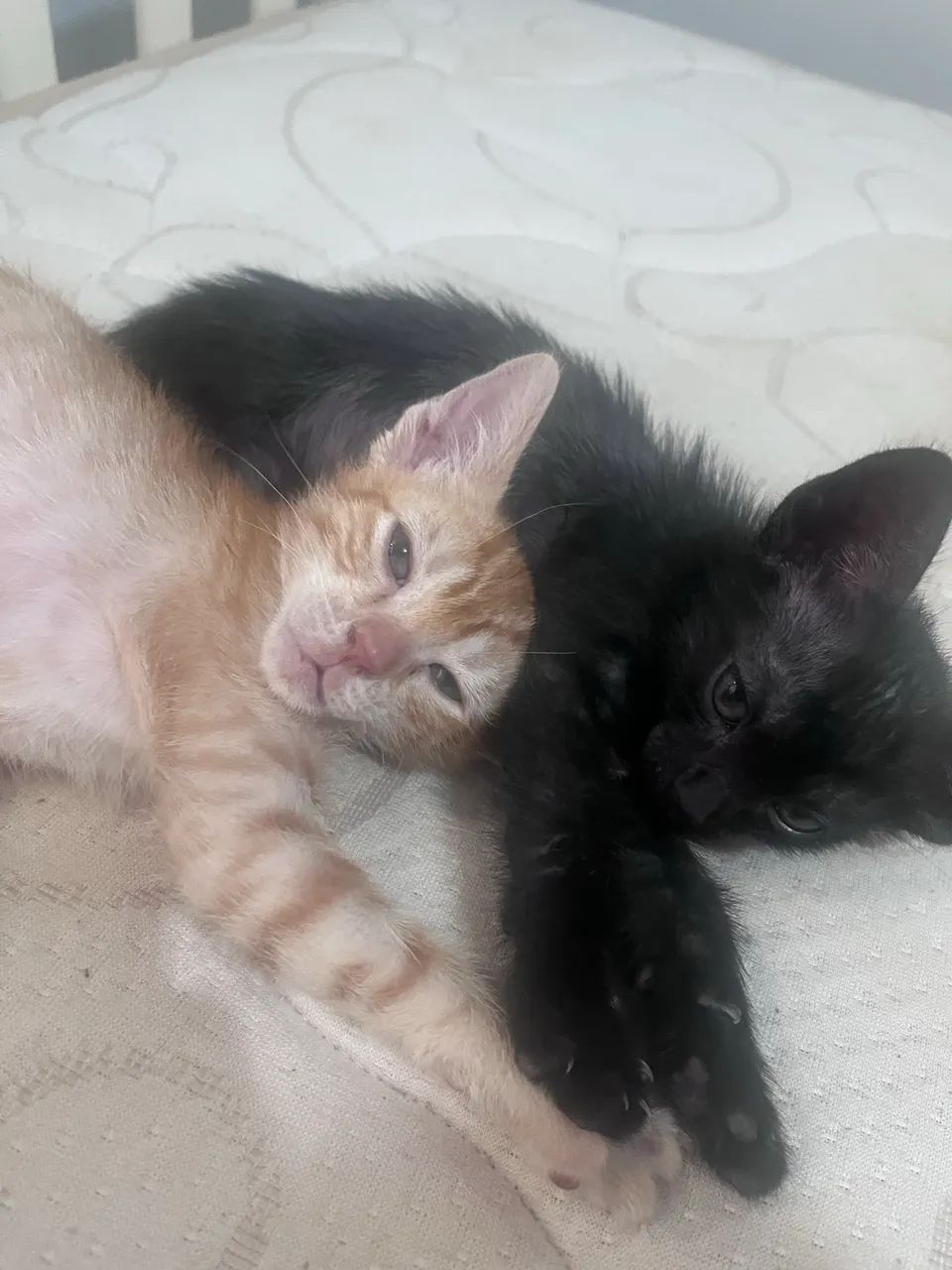 Pet - Foto 4