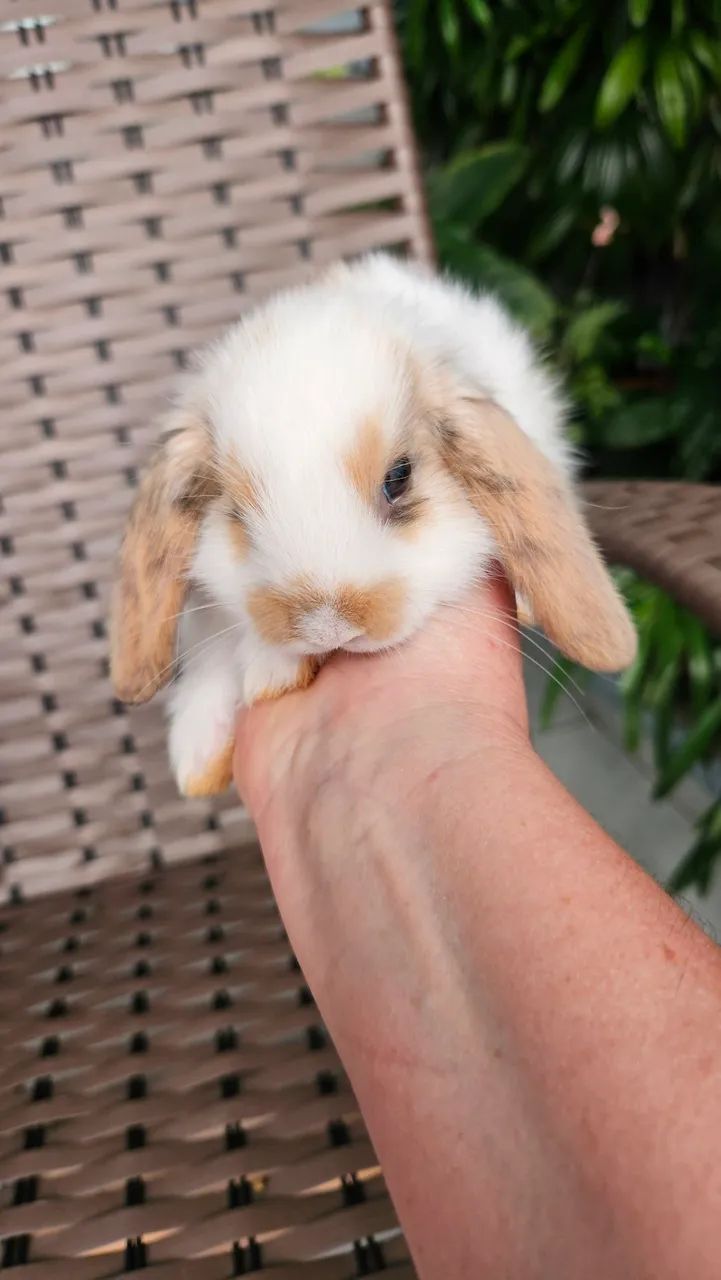 Coelho Mini  - Foto 3