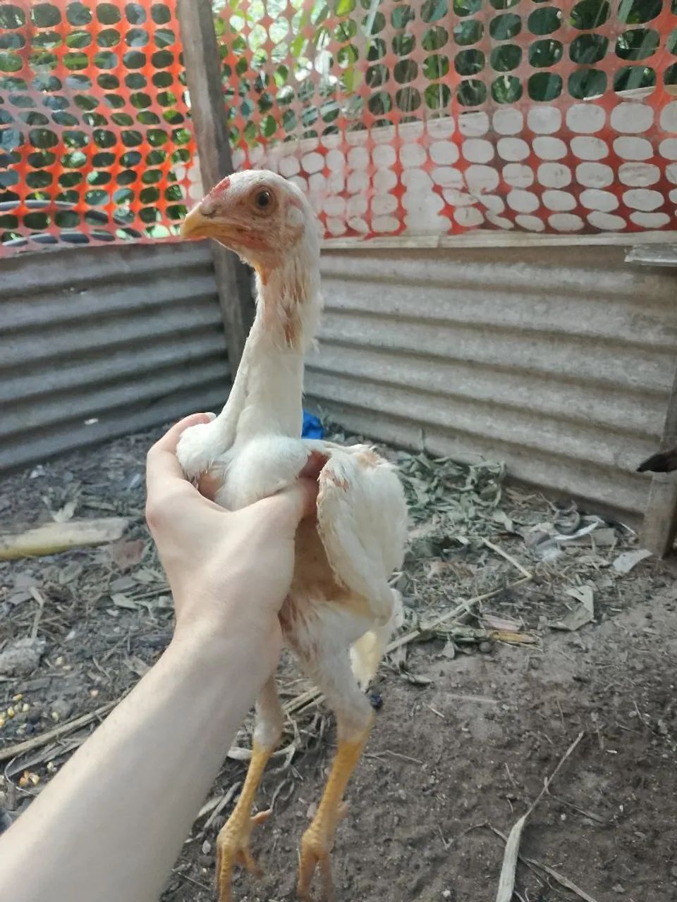 Troco Frango Branco carioca cuiabano