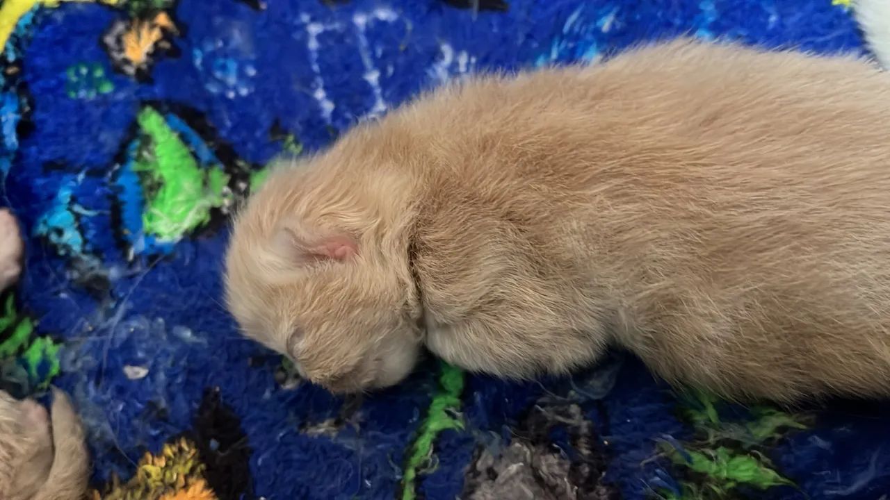 Gato persa - Foto 3