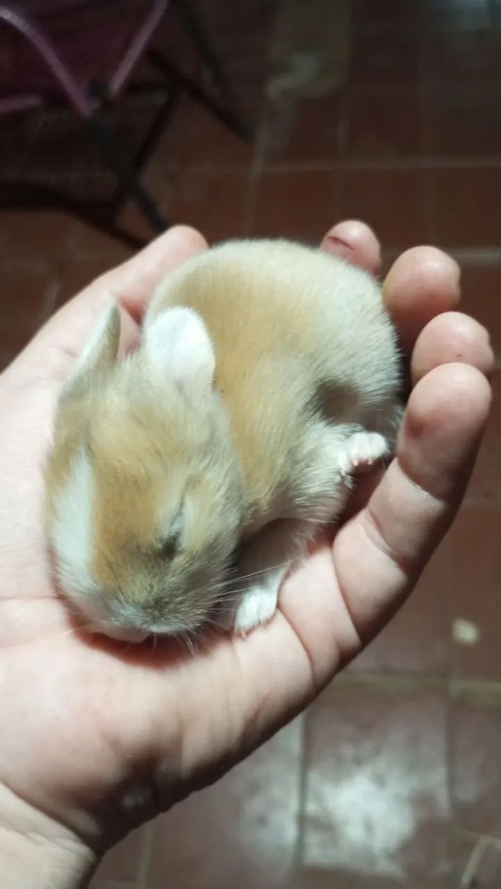 Filhotes de coelhos - Foto 5