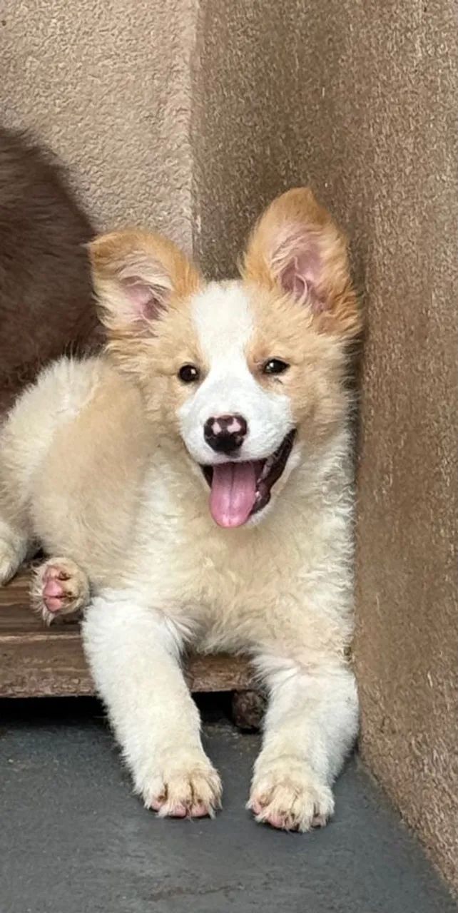 Vende-se Border Collie