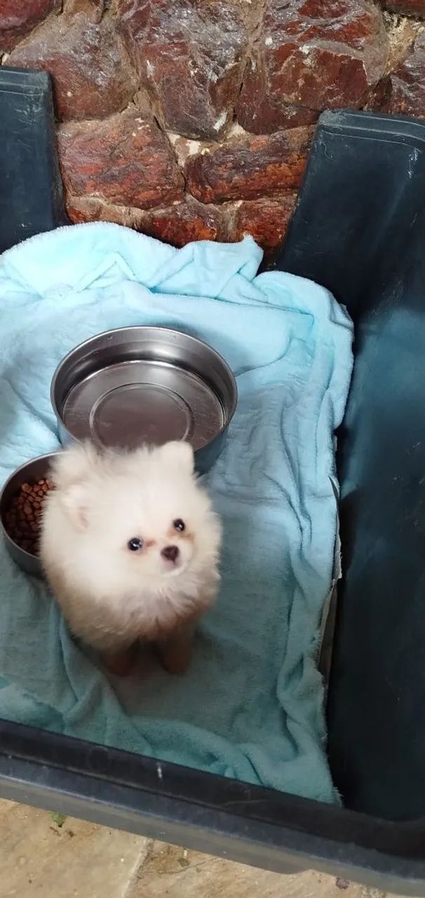 Lulu da Pomerânia micro macho - Foto 2