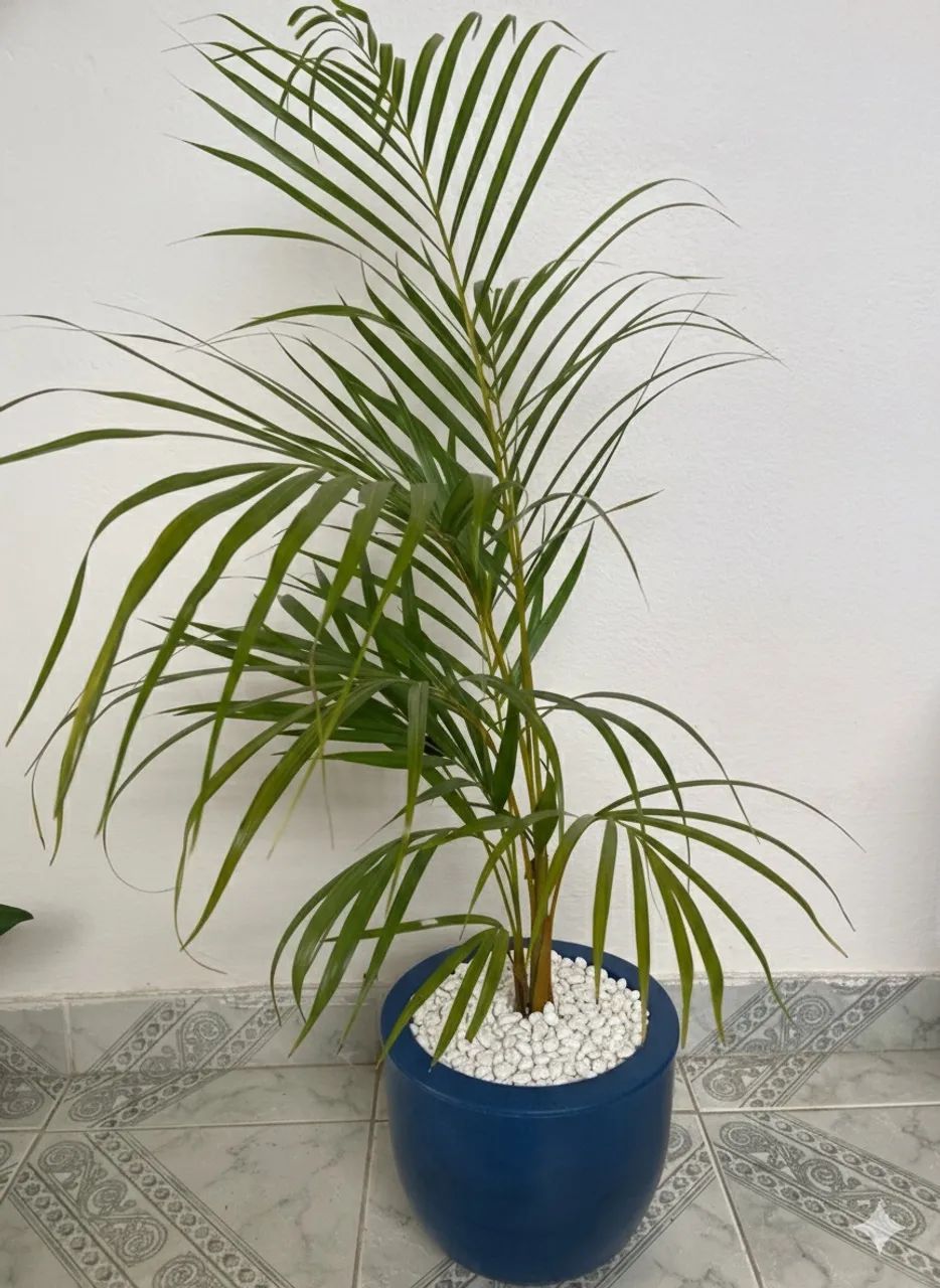 Lindas plantas com jarros  - Foto 3