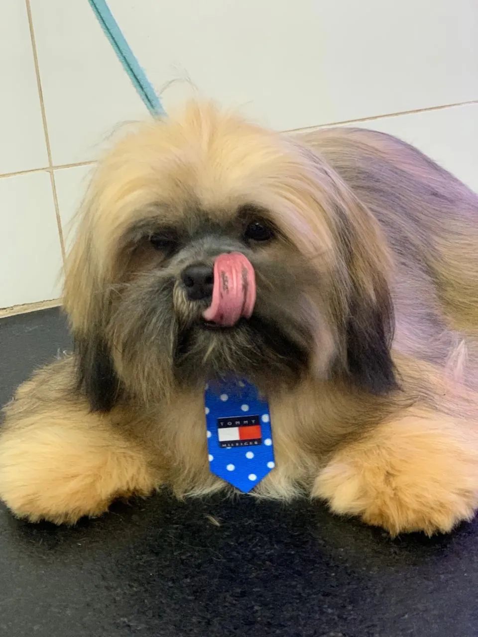 Cachorro  - Foto 2