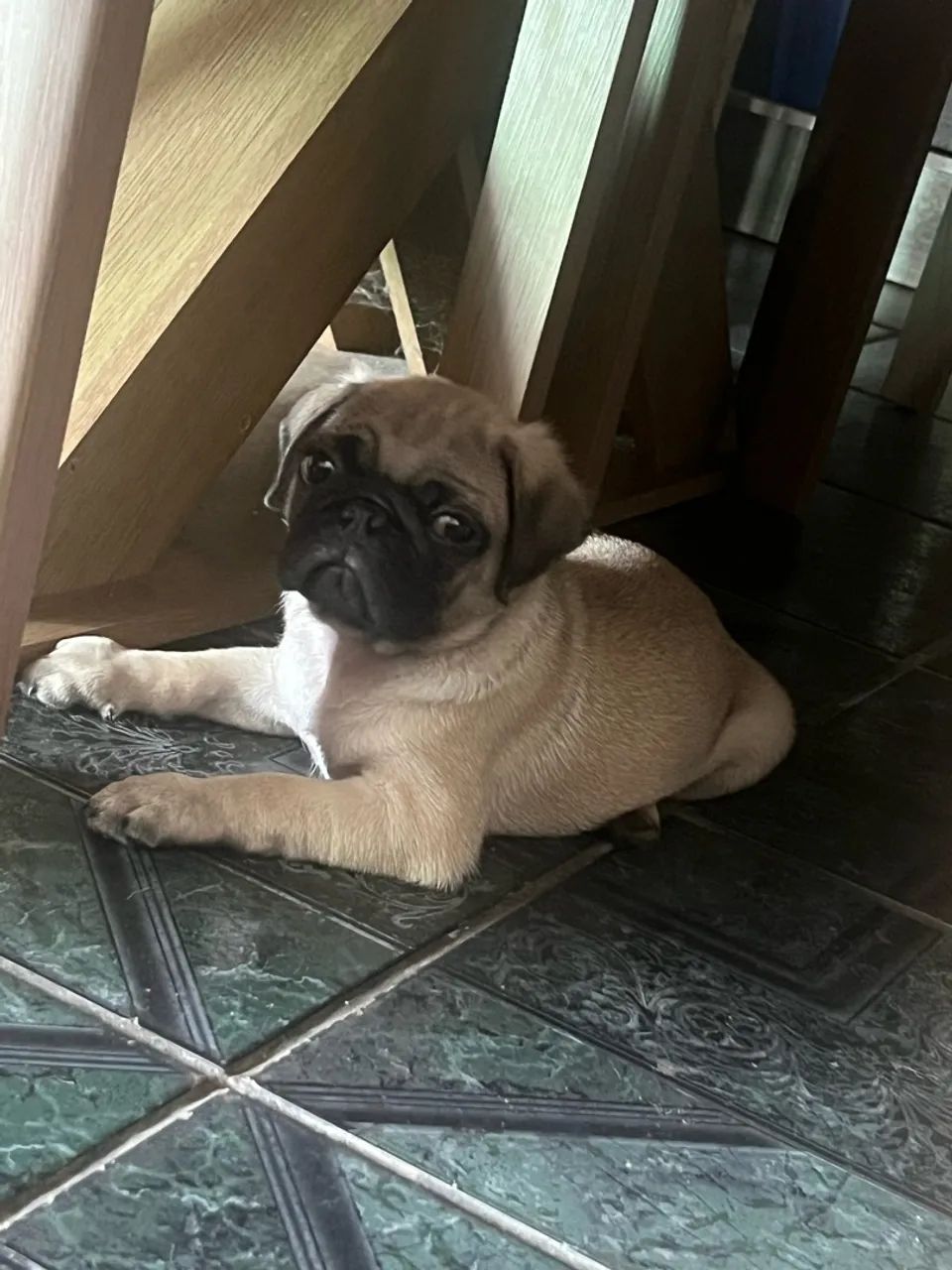 Pug - Foto 2