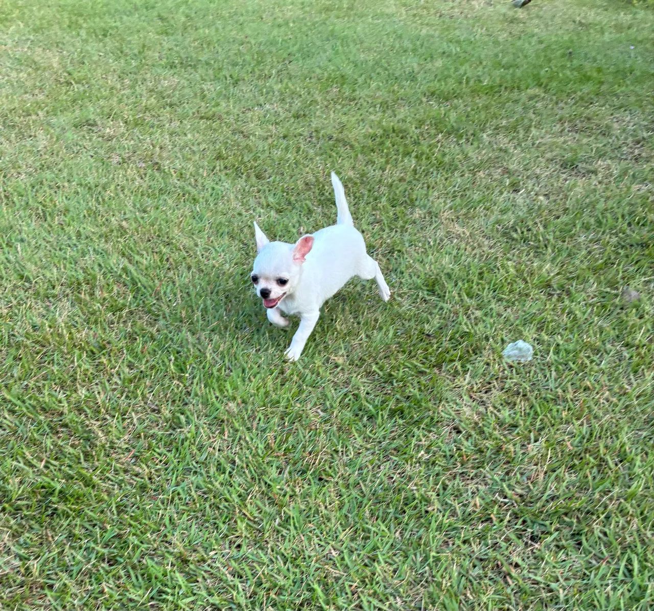 Chihuahua macho - Foto 5
