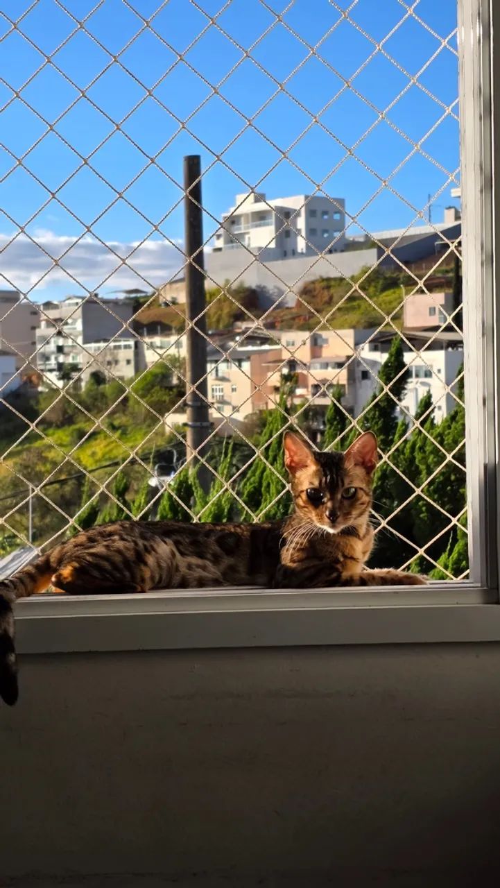 Gato Bengal - Foto 5