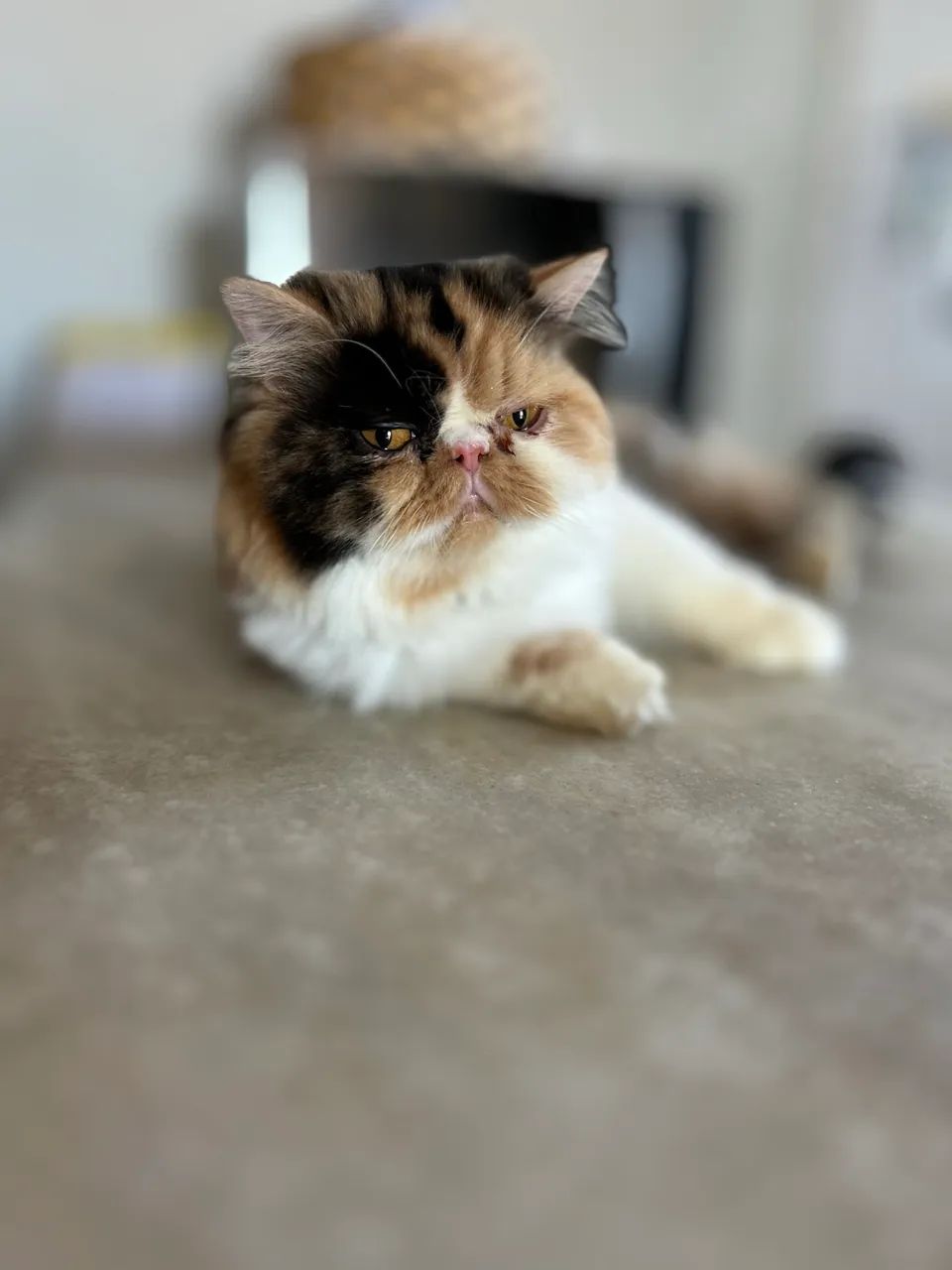 Gato persa 