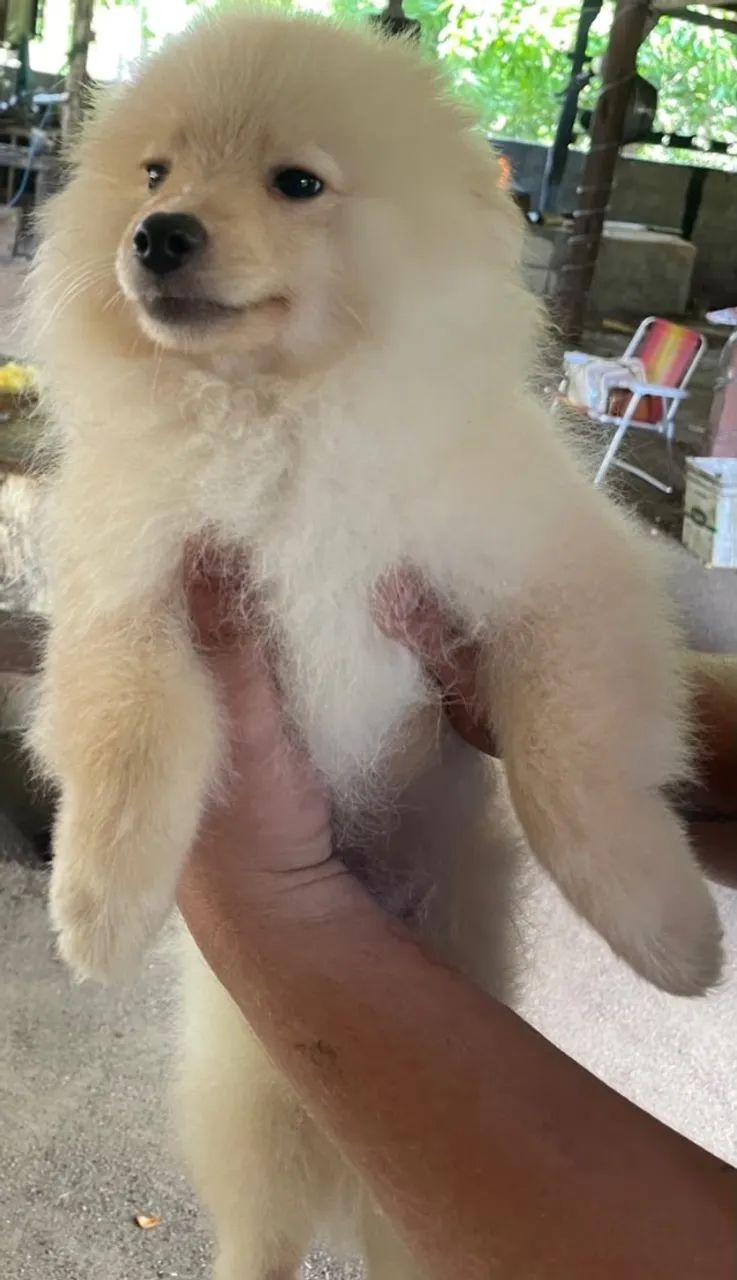 Cachorro Splitz alemão - Foto 4