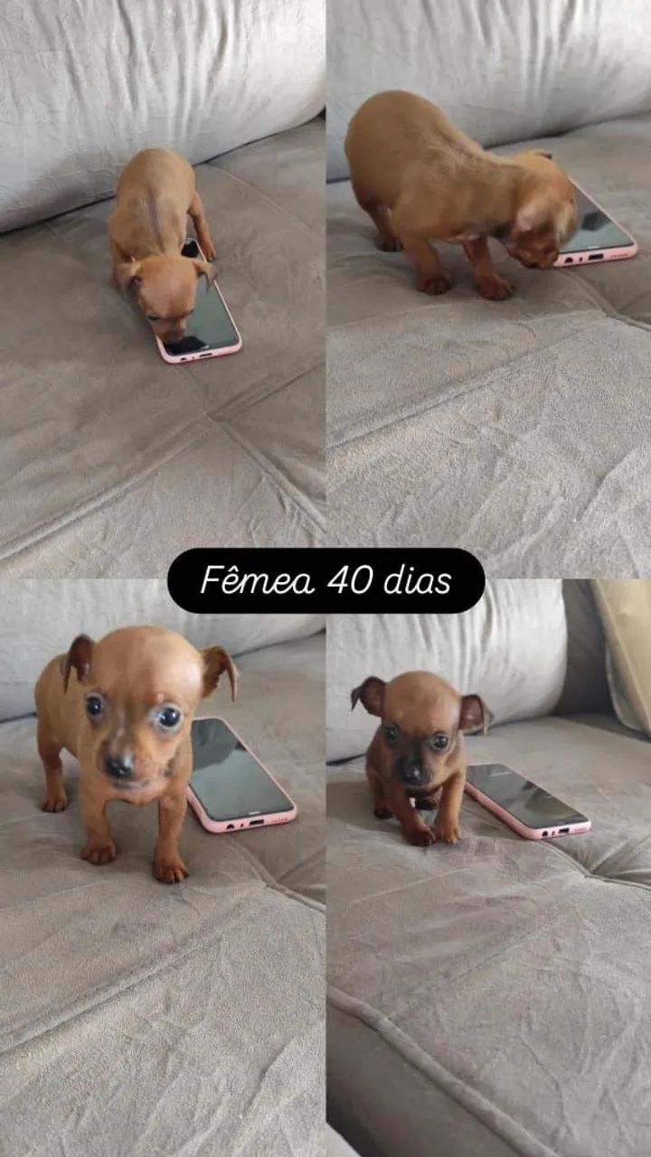 Pinscher Zero  - Foto 2