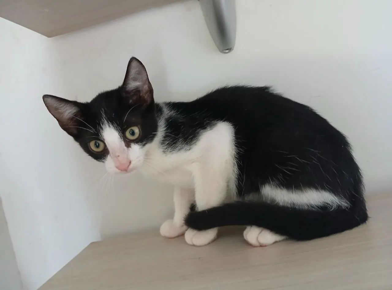 Gatos filhotes  - Foto 4