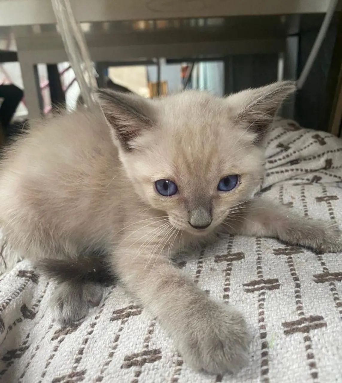 Doaçao de gatinho ciamês  - Foto 2