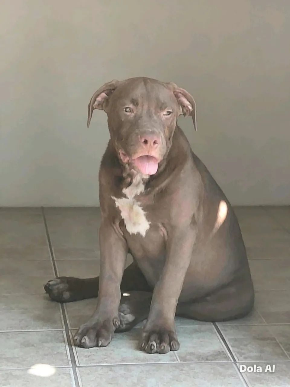 Pit monster  4 meses  R$2000  - Foto 2