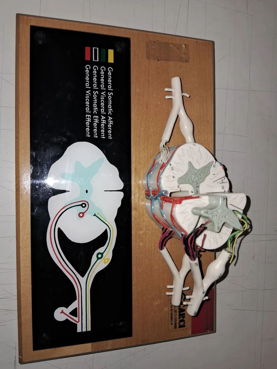 Modelo medula espinhal - Foto 2
