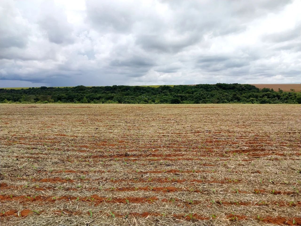 Alugo área para plantio  - Foto 4