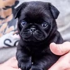 Pug escolha e leve 