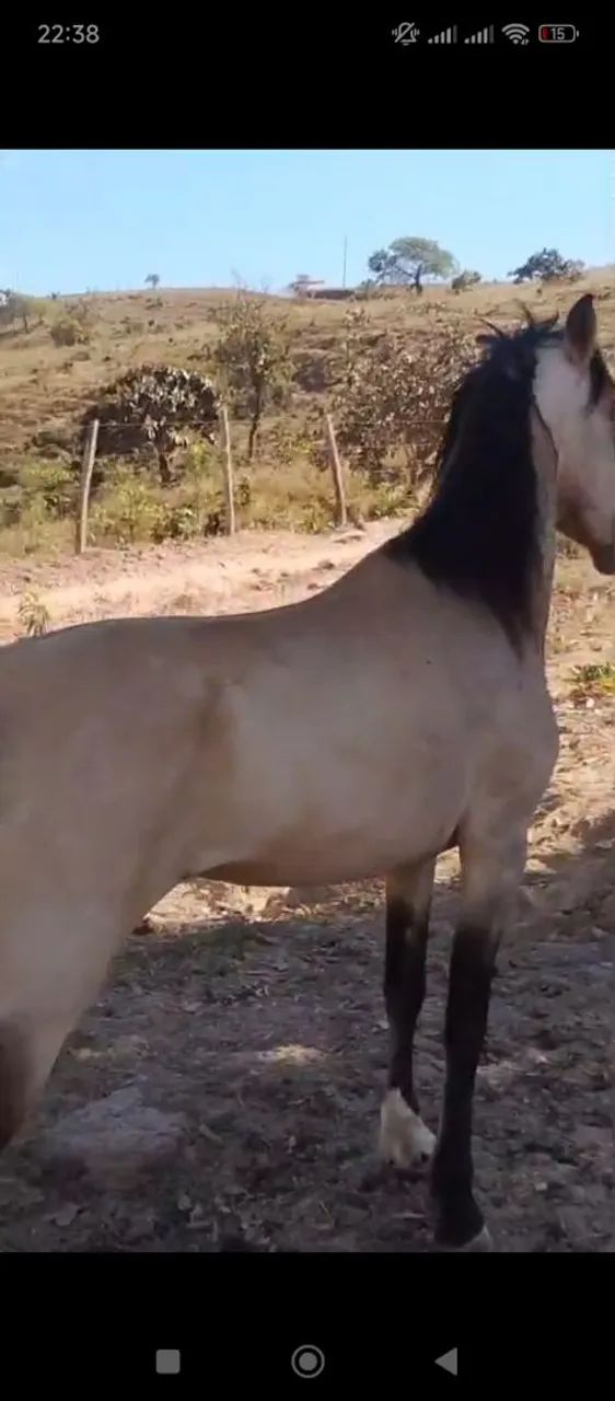 Dois Cavalos  - Foto 3