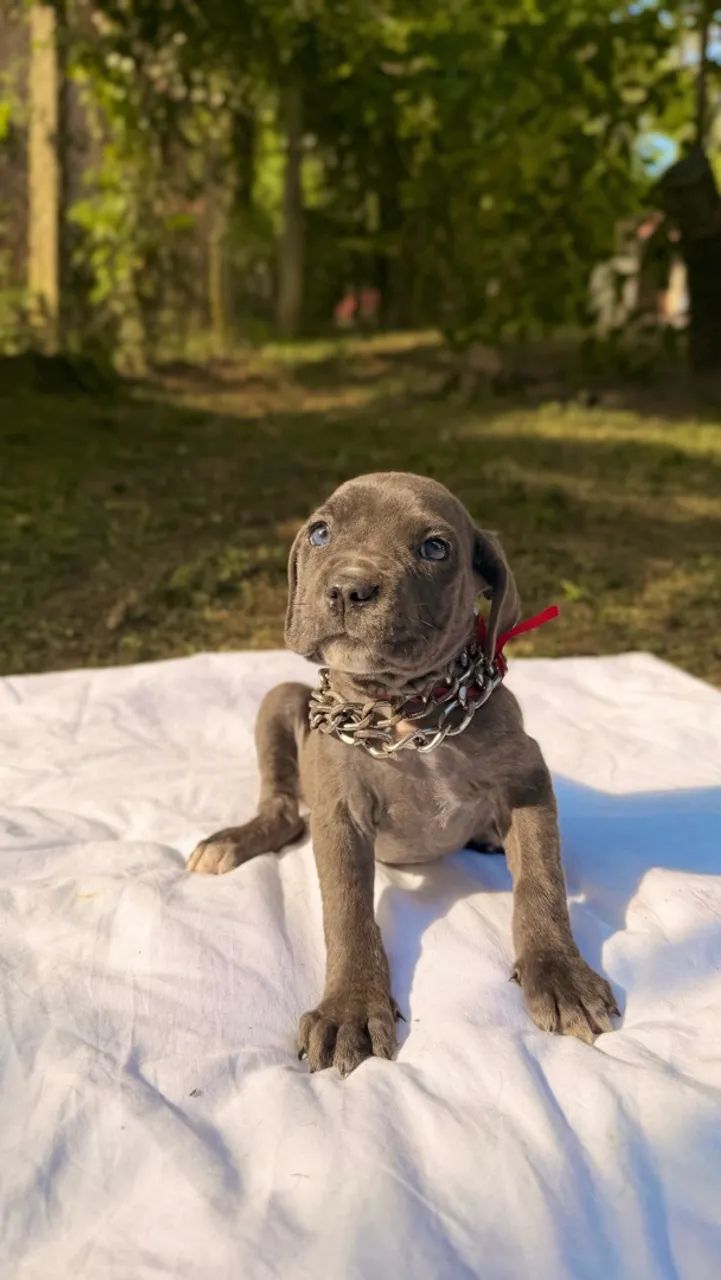 Cane corso fêmea  - Foto 2