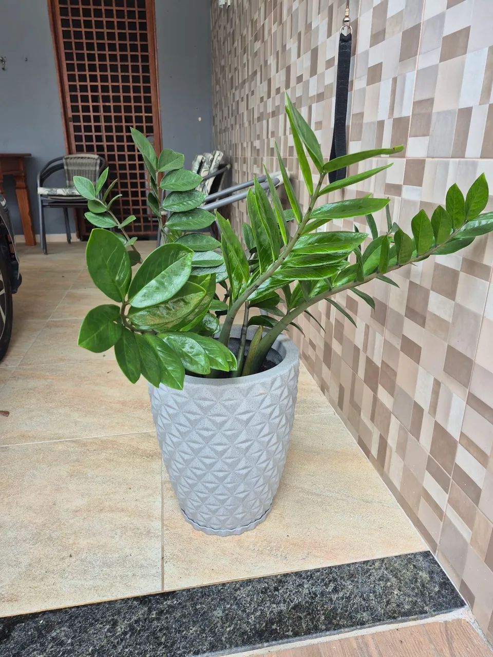 Planta zamiocuca - Foto 2