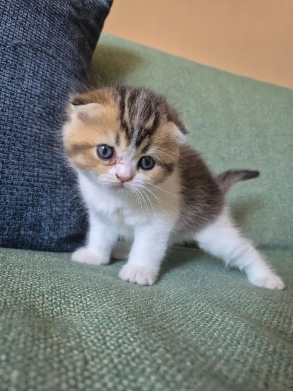 Filhote Scottish fold  - Foto 3