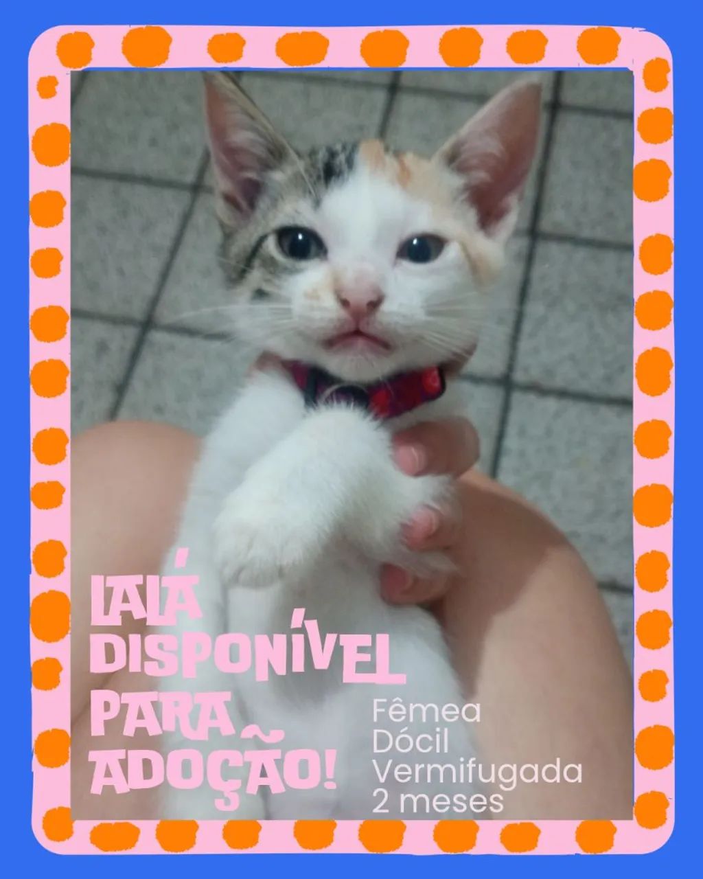 Adoção responsável  - Foto 3
