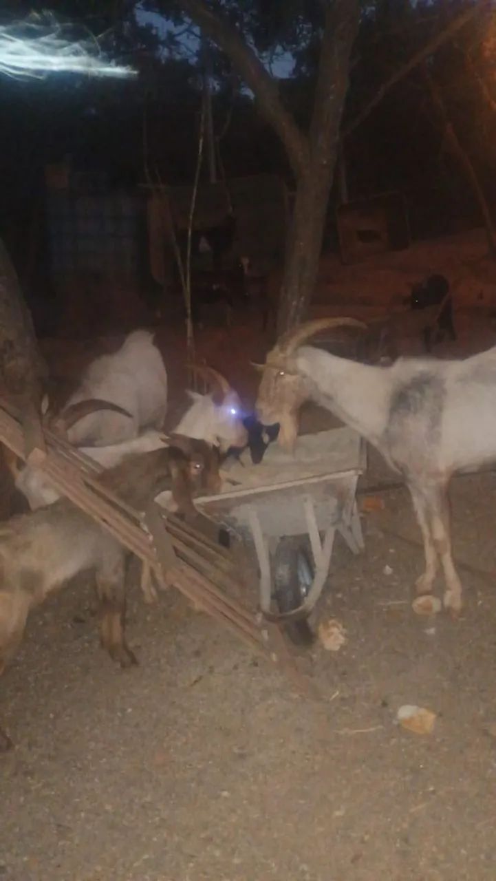 Cabras, cabritos e bodes a parti de 600,00 - Foto 3