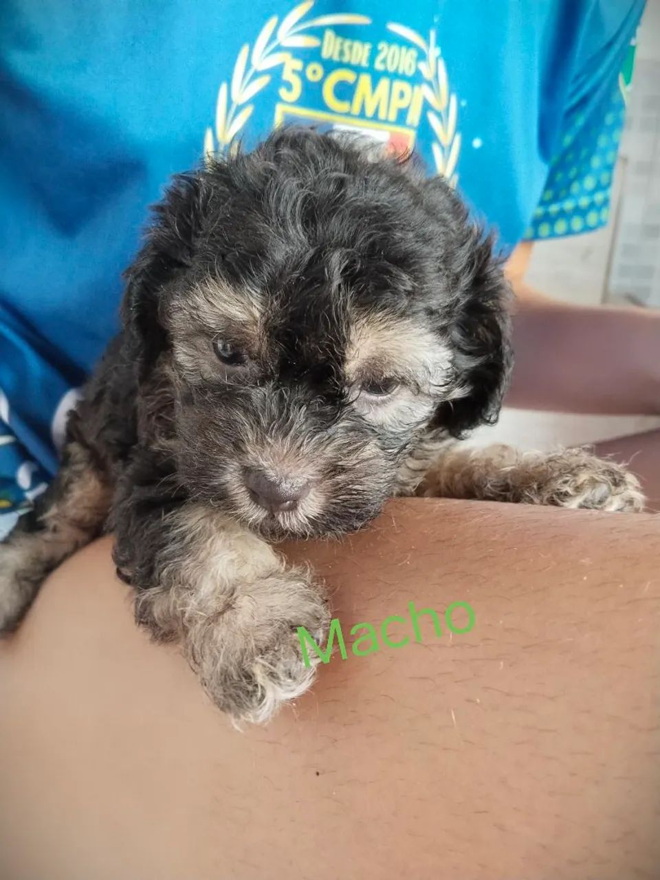 Vendo esses  Cachorro Poodle  - Foto 2