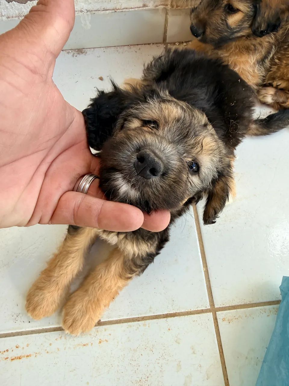 Vendo poodle com maltês  - Foto 2