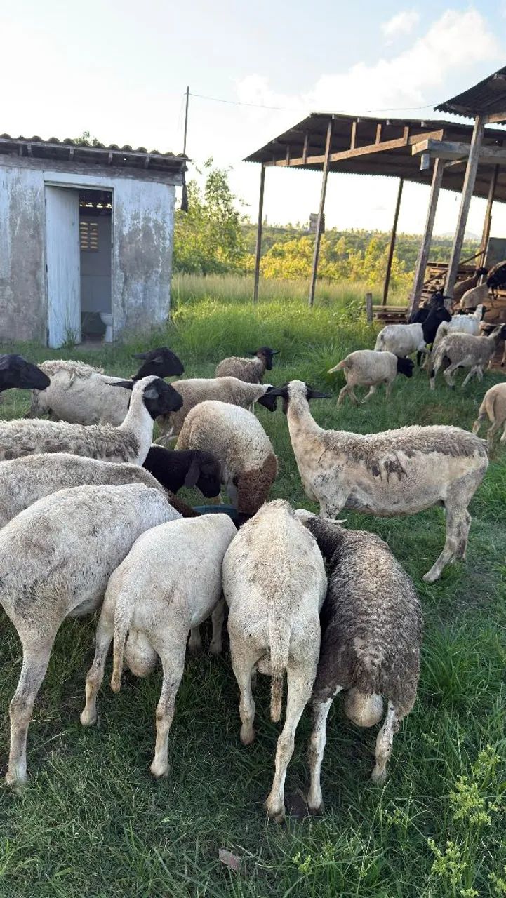 VENDA DE OVELHAS - Foto 5