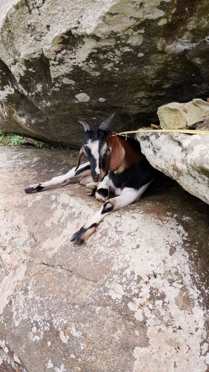 Vendo lindo Bode Boer - Foto 5