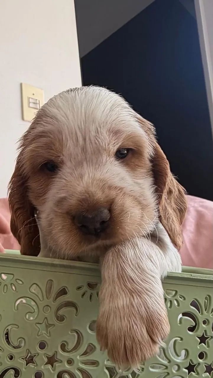 Filhotes cocker spaniel , apenas macho - Foto 3