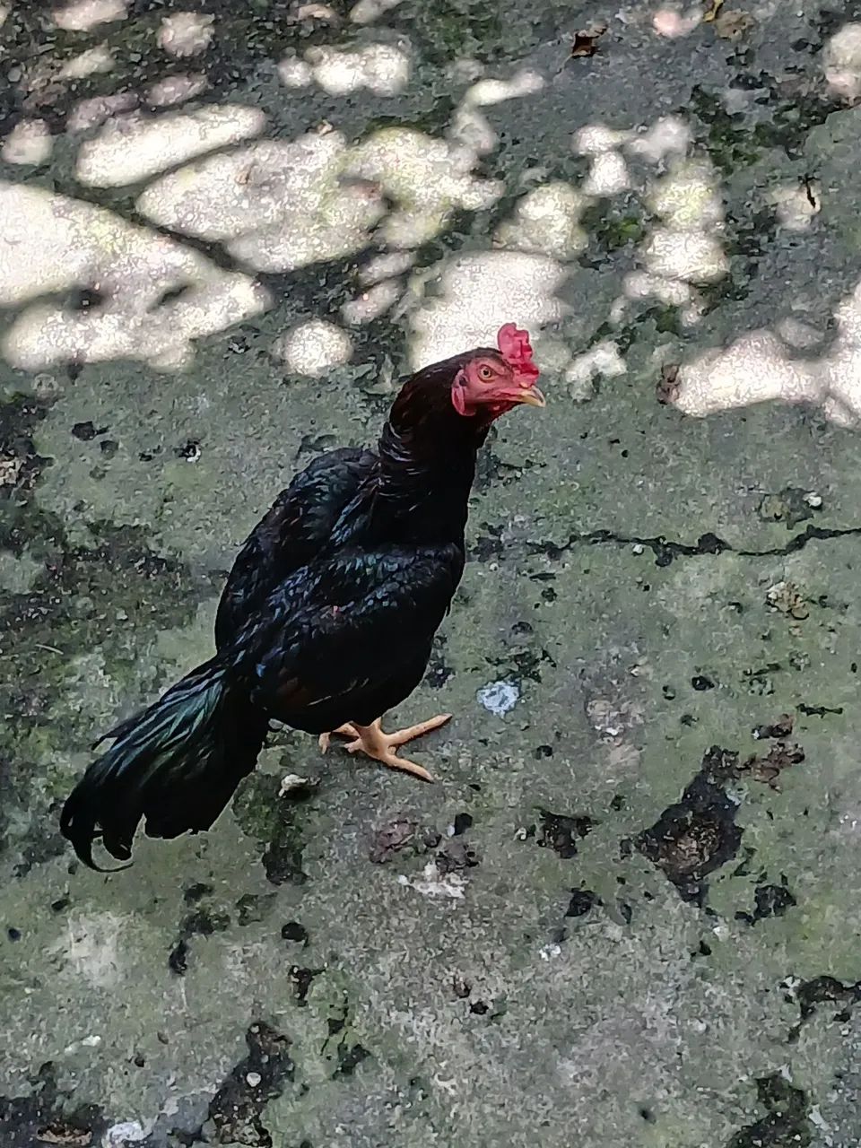 Galos de raça. 