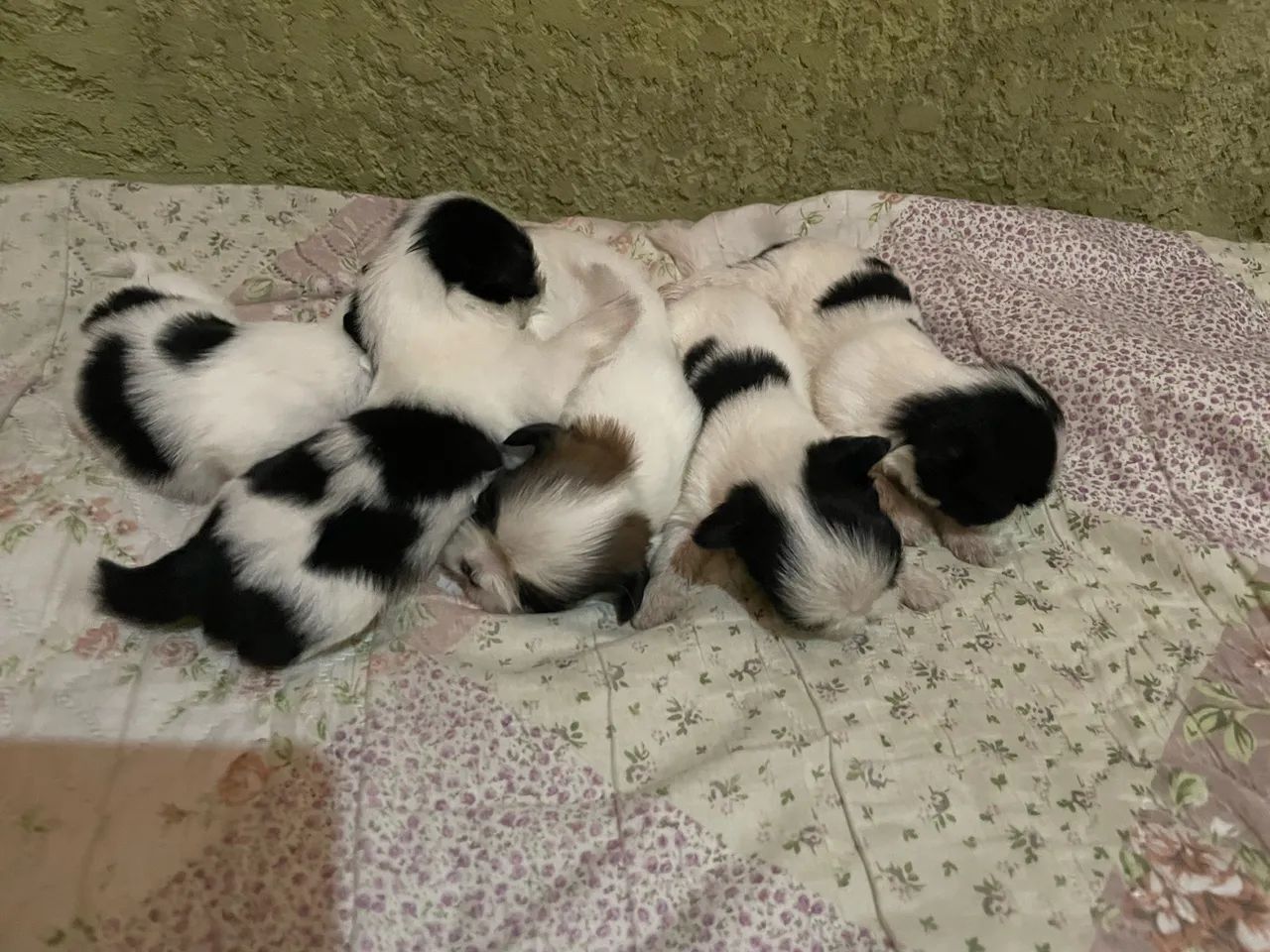 Cachorros raça shitzu. - Foto 3