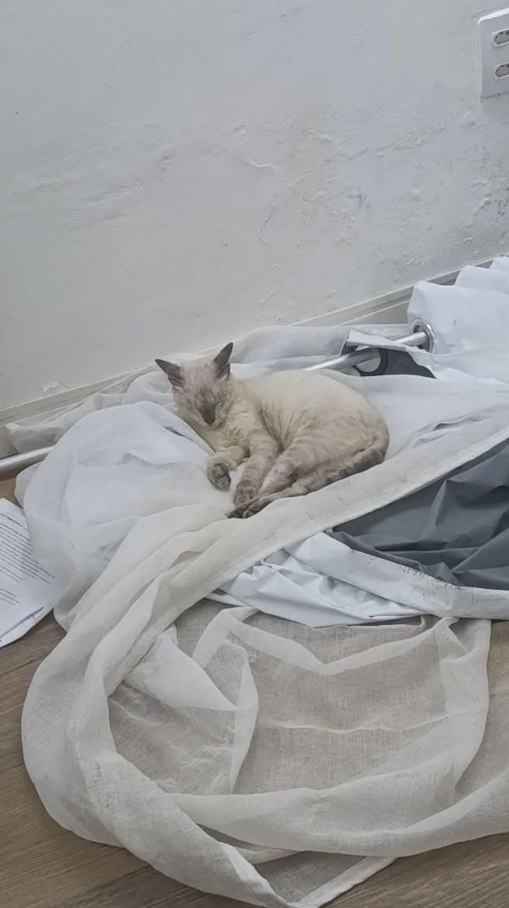 Adoção, vermifugado e com castração garantida - Foto 2